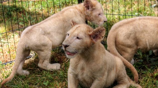 V ZOO Dvorce slaví narození tří bílých lvíčat.