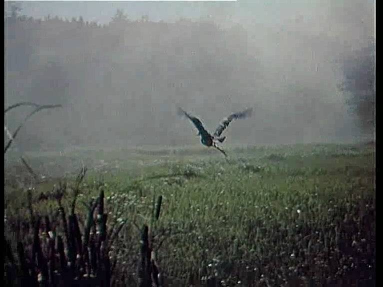 Na snímku letí jedna z volavek, které pro potřeby filmu nachytal rybářský tesař Janoušek.
