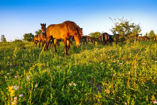 Projekt Česká krajina se v Milovicích zdárně rozvíjí. Na snímku divocí koně při pastvě.