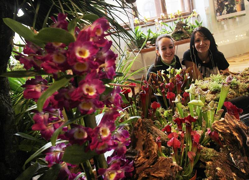 Orchideje v Jihočeském muzeu
