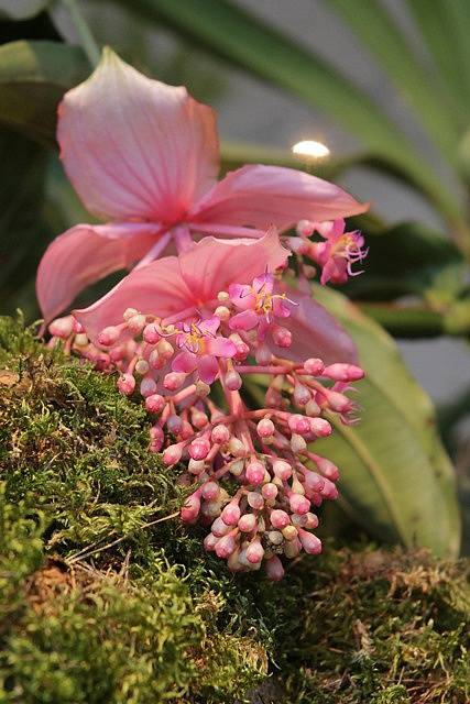 Výstava orchidejí se uskuteční v Jihočeském muzeu v Českých Budějovicích.