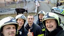 Odchytu krav a telat běhajících v sobotu navečer po Českých Budějovicích se zúčastnili i profesionální hasiči.