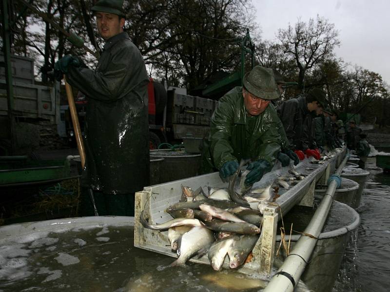 Výlov rybníka Bezdrev třetího největšího ČR. V  produkci ryb se však řadí mezi první. Rybník dostal svůj název dle toho, že původní bažina byla beze stromů, tzv. bez drev. Výlov potrvá do pátku. 