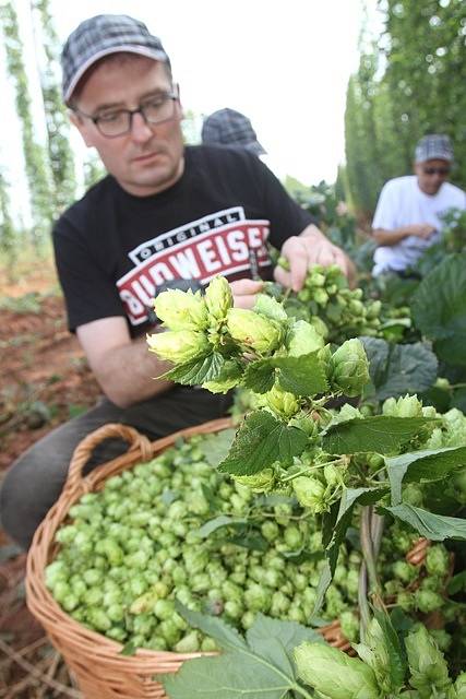 Na chmelnici v Blšanech u Žatce v pátek ráno sklidili 800 kilogramů čerstvého chmele pro Budějovický Budvar. Za pár hodin se z něj začalo vařit speciální prémiové pivo.