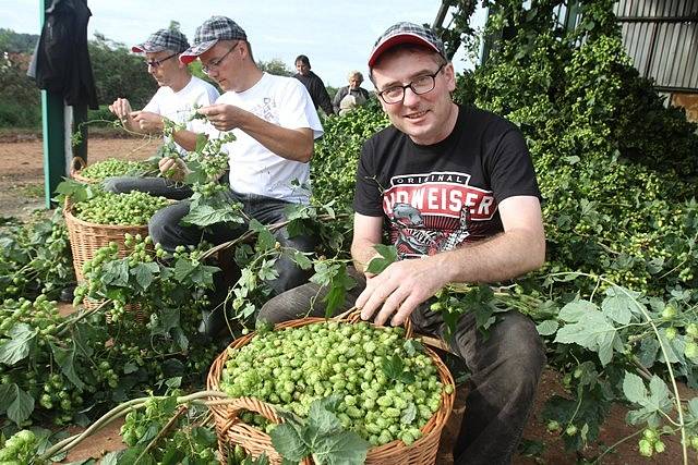 Na chmelnici v Blšanech u Žatce v pátek ráno sklidili 800 kilogramů čerstvého chmele pro Budějovický Budvar. Za pár hodin se z něj začalo vařit speciální prémiové pivo.