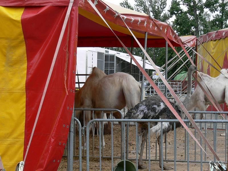 Národní cirkus originál Berousek.