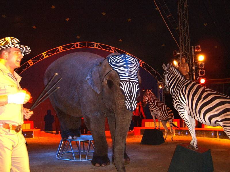 Diváci se v zaplněném šapitó baví. Jiří Berousek mladší totiž předvádí velice náročnou drezuru zeber a slona v africkém stylu. Cirkus trénoval toto číslo dva roky.