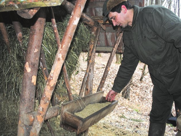 Myslivci už začínají s přikrmováním zvěře