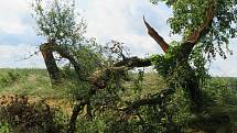 Nejhorší situace je kolem Želče na Soběslavsku, kde noční bouřky v noci na středu 30. června lámaly stromy. Jeden skončil v lese na vysokém vedení.