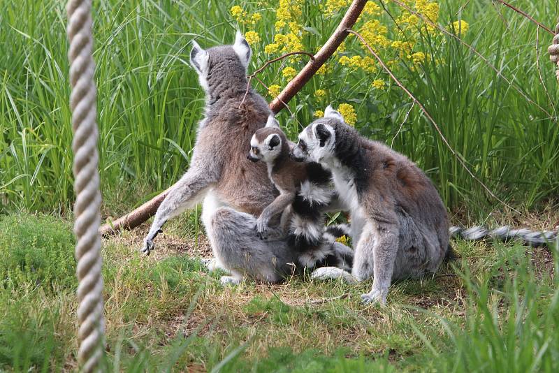 Jihočeská zoologická zahrada Hluboká