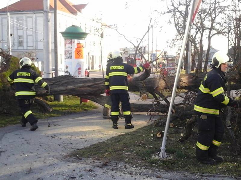 Hasiči odklízeli padlý strom Českých Budějovicích.