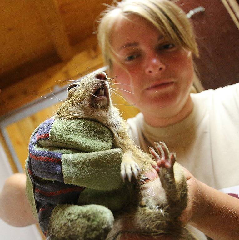 Chov sysla obecného v Jihočeské zoologické zahradě Hluboká nad Vltavou.