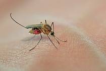 Samičky komára sají krev teplokrevných živočichů. Přitom často přenáší velmi nebezpečné nemoci. Jednotlivé druhy se liší velikostí, ale jen výjimečně měří přes 16 mm.