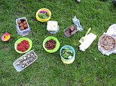 Další veganský piknik