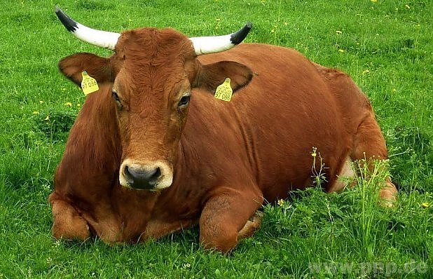 Nejhezčí kráva Bavorska dle diváků televize.