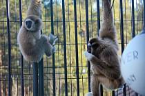 V rodině gibonů v Zoo Dvorec oslavili dvoje narozeniny.