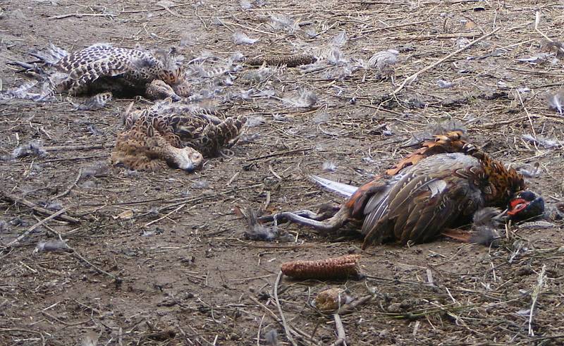 V šoku se ocitli hosínští myslivci, když přišli po řádění neznámého pachatele do své bažantnice. Ve velké voliéře leželo 118 pobitých kuřat, živí ptáci chodili mezi uhynulými kusy.