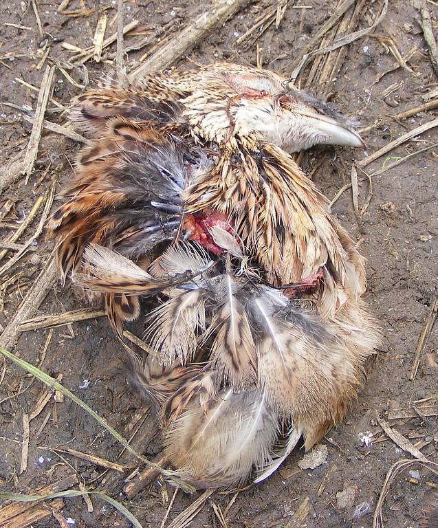 V šoku se ocitli hosínští myslivci, když přišli po řádění neznámého pachatele do své bažantnice. Ve velké voliéře leželo 118 pobitých kuřat, živí ptáci chodili mezi uhynulými kusy.