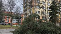 Vítr v pondělí zlomil strom mezi paneláky na Pražském předměstí.