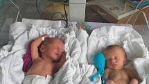 Šestého června přišla v českokrumlovské nemocnici na svět dvojčata Hynek (vlevo) a Leontýnka (vpravo) Tomanovi. Hynek se narodil ve 2.26 h., Leontýnka přišla na svět o minutu později ve 2.27 h. Chlapeček po porodu vážil 2,27 kg, holčička 2,79 kg. Doma v H