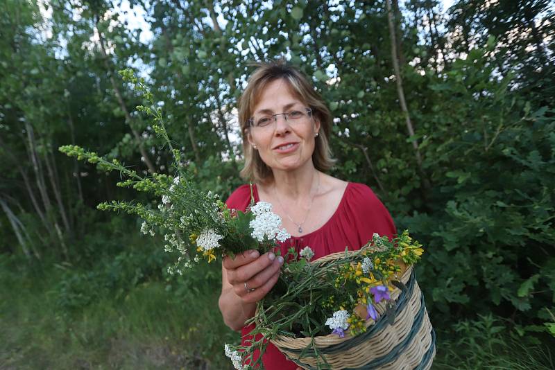 Radmila Malinovská při sběru bylinek v Holubově na Českokrumlovsku.