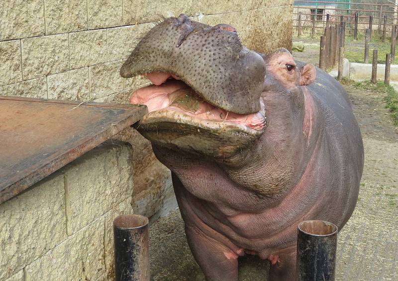 Nejroztomilejším zvířetem Jihočeského kraje je podle ankety Deníku dvoutunový obojživelný hroch ze Zoo Dvorec. Buborék pochází z Maďarska a letos v červenci oslaví 14. narozeniny.