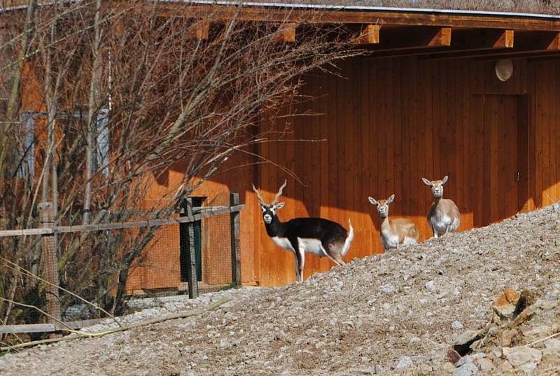 S příchodem jara se v ZOO Hluboká nad Vltavou narodila první mláďata: lemuří dvojčata, malý kočkodan husarský (první letošní mládě) nebo jehňata ouessantských ovcí. Na snímku antilopy jelení.