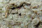 Miniaturní vodomil Chaetarthria seminulum žije ve vlhkém písku na březích tůní.