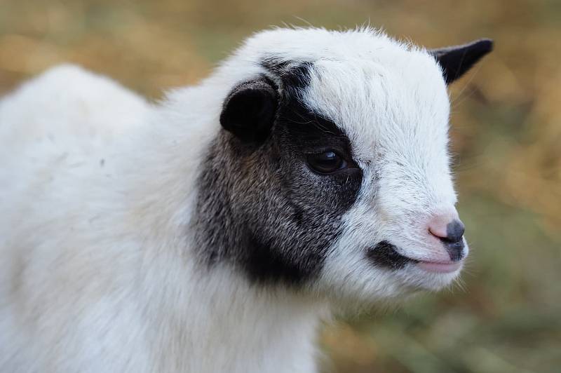 Mláďata kůzlat v ZOO Dvorec u Borovan