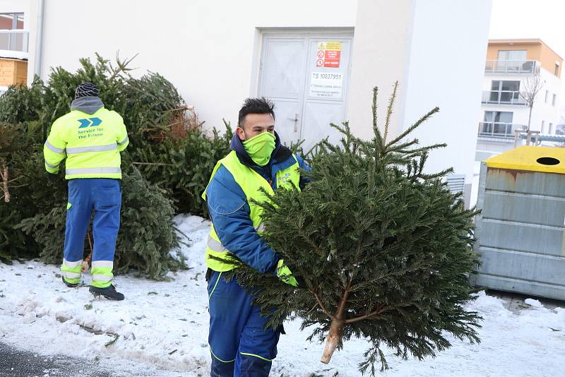 Začal svoz vánočních stromků v Českých Budějovicích.