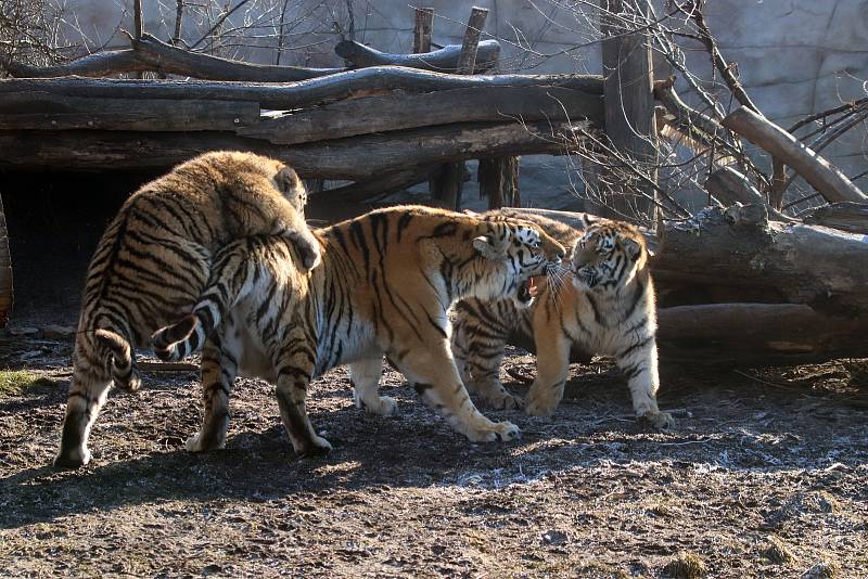 Tygřata v ZOO Ohrada v Hluboké nad Vltavou ve výběhu pěkně řádí.