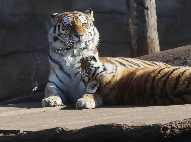 Tygřata v ZOO Ohrada v Hluboké nad Vltavou ve výběhu pěkně řádí.