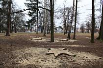 Kvůli napadení dřevokazným hmyzem byly pokáceny necelé dvě desítky stromů u Sportovní haly v Českých Budějovicích.