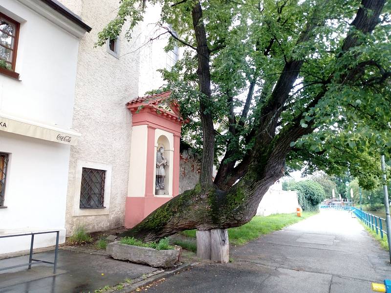 Lípa u Hotelu a restaurace klika je adeptem na Strom roku.