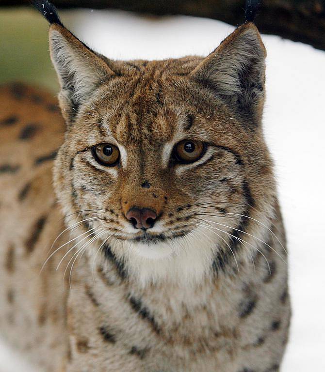 Mladý rys ostrovid Dox je novou ozdobou ZOO Ohrada na Hluboké. 