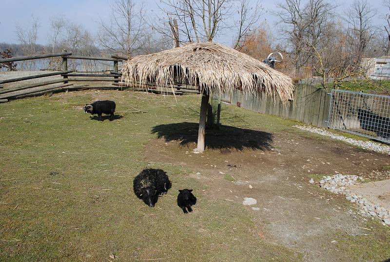 S příchodem jara se v ZOO Hluboká nad Vltavou narodila první mláďata: lemuří dvojčata, malý kočkodan husarský (první letošní mládě) nebo jehňata ouessantských ovcí.