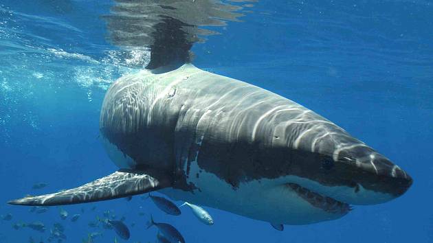 Až tři tuny váží žralok bílý, o němž vypráví jeden z filmů na festivalu Voda, moře, oceány. Ten začne 15. září v Hluboké nad Vltavou, jeho hlavní téma zní Voda a životní prostředí.