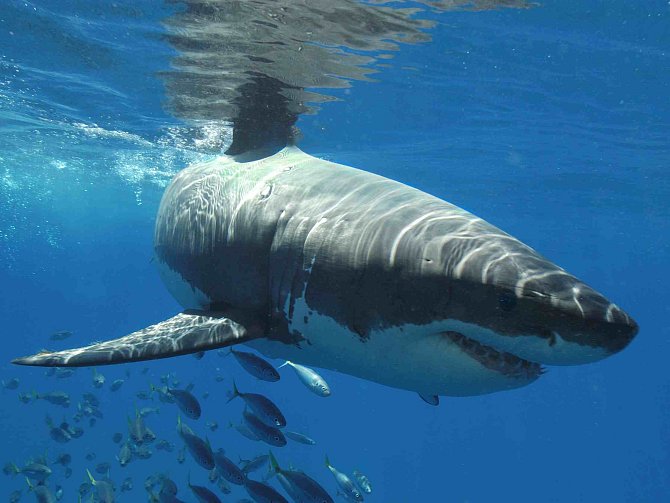 Až tři tuny váží žralok bílý, o němž vypráví jeden z filmů na festivalu Voda, moře, oceány. Ten začne 15. září v Hluboké nad Vltavou, jeho hlavní téma zní Voda a životní prostředí.
