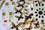 Hmyzí obraz v českobudějovickém Biologickém centru