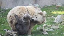 Mládě medvěda plavého se narodilo v ZOO Ohrada na Nový rok a v těchto dnech se podívalo do výběhu.