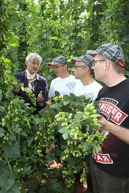 Na chmelnici v Blšanech u Žatce v pátek ráno sklidili 800 kilogramů čerstvého chmele pro Budějovický Budvar. Za pár hodin se z něj začalo vařit speciální prémiové pivo.