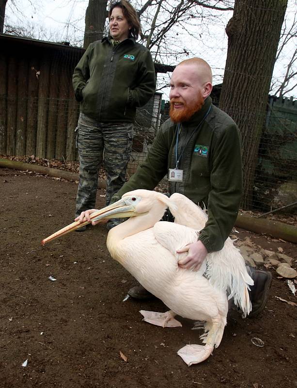 Pelikání v hlubocké ZOO dostali s přicházejícím jarem svobodu venkovního výběhu