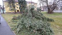 Extrémně silný vítr v Českých Budějovicích na Pražském předměstí vyvrátil stromy.