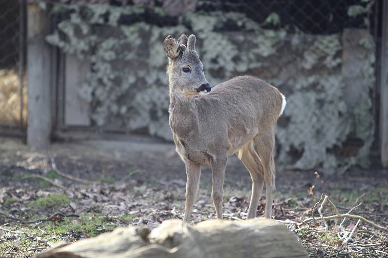 Obyvatelé (a pracovníci) ZOO Ohrada.