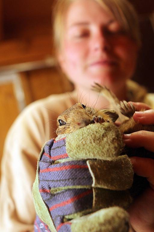 Chov sysla obecného v Jihočeské zoologické zahradě Hluboká nad Vltavou.