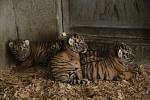 Tygřata návštěvníci Jihočeské zoologické zahrady v Hluboké nad Vltavou poprvé uvidí pravděpodobně ve druhé polovině letních prázdnin.