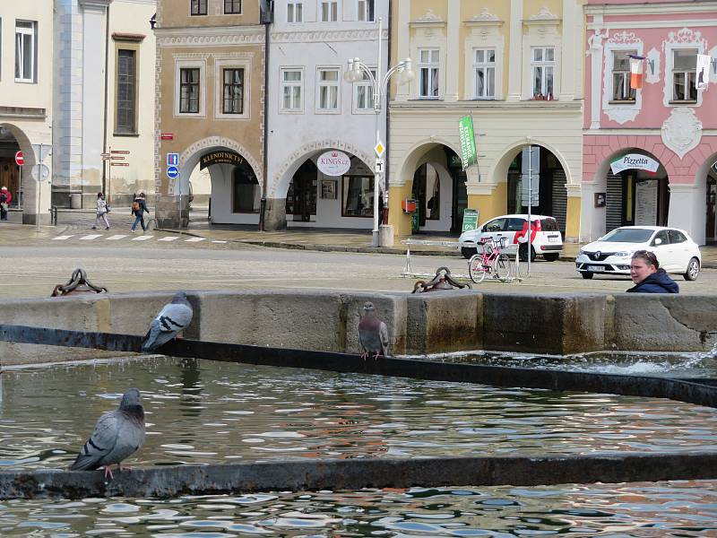 Městský holubník, rozpočet 290 tisíc korun. Marcela Kassai by chtěla vybudovat holubník pro holuby žijící ve městě. Díky tomu lze ochránit památky a eticky regulovat holubí populaci.