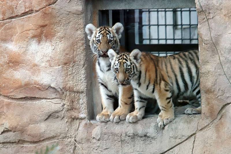 Ussurijští tygříci poprvé ve výběhu v zoo Ohrada