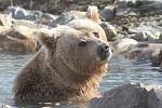 Koupel si rád dopřává medvěd Altaj ze Zoo Ohrada. Jedná se o medvěda plavého, vzácný poddruh medvěda hnědého. Zoo ho získala v srpnu 2014 z Ruska.