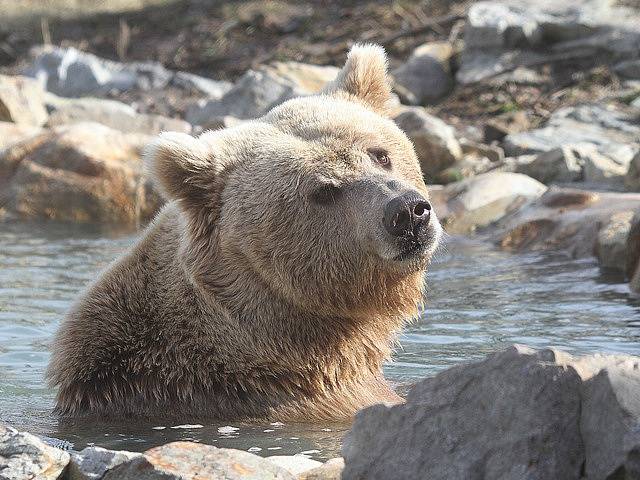 Koupel si rád dopřává medvěd Altaj ze Zoo Ohrada. Jedná se o medvěda plavého, vzácný poddruh medvěda hnědého. Zoo ho získala v srpnu 2014 z Ruska.